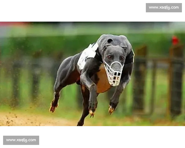 格力犬黑头竞技场上速度与激情的巅峰对决精彩瞬间回顾